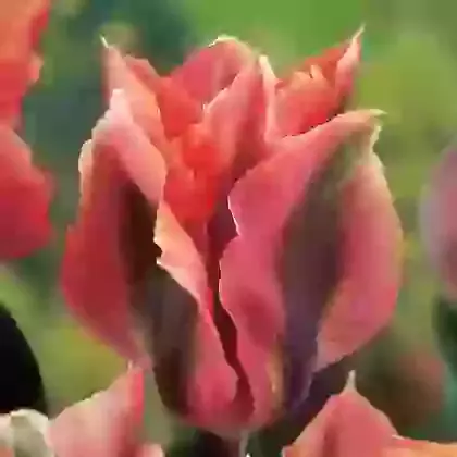 Artist